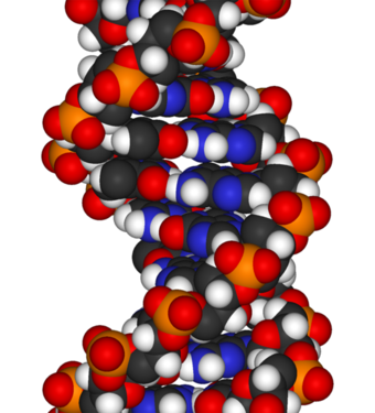 Фрагмент ДНК, отвечающий за ковыряние в носу