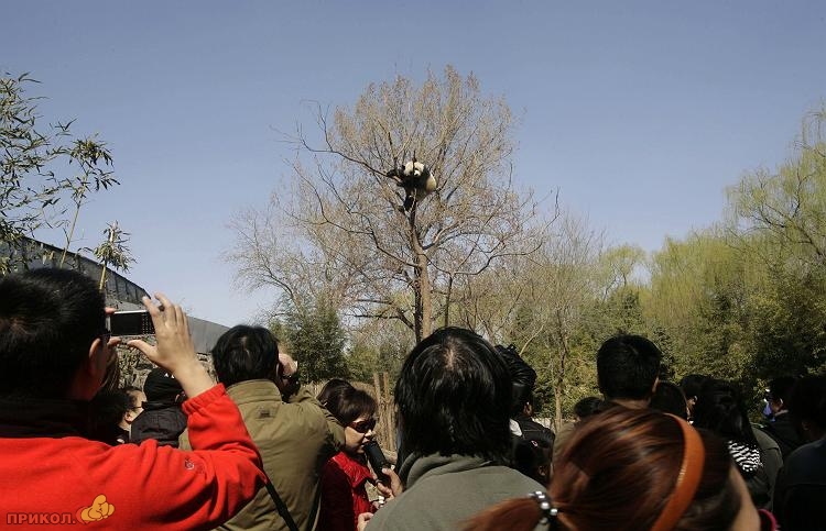 Файл:Переселение белых медведей в Китай. Фото очевидца.jpg