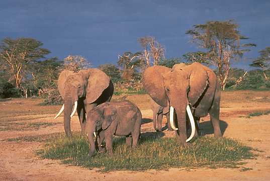 Файл:African elephants.jpeg