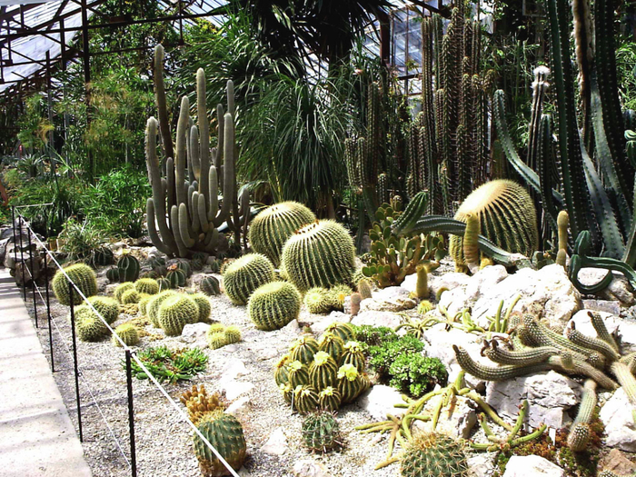 Файл:Кактусы в Никитском саду.jpg