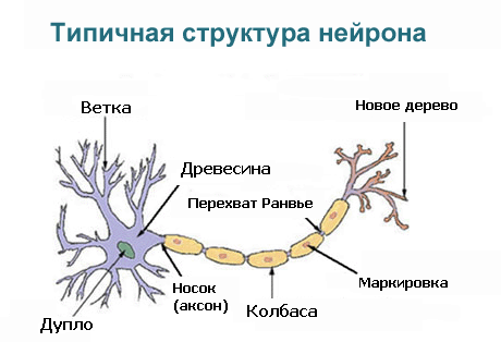 NeuronScheme.gif