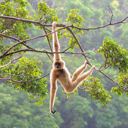 Файл:Gibbon.jpg