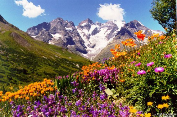 Файл:Цветы в горах.jpg