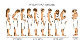 Файл:Этапы-беременности.jpg