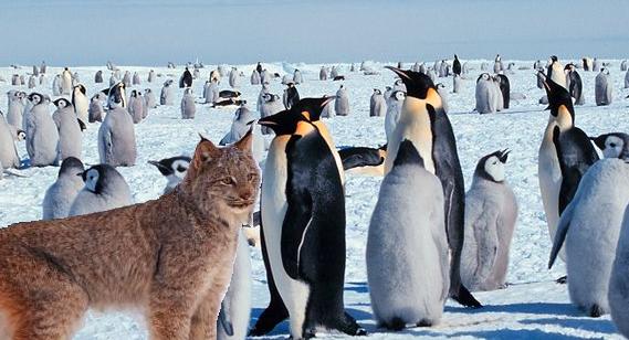 Файл:Lynx pinguine1.JPG