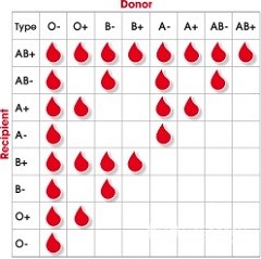Файл:Совместимость-групп-крови.jpg