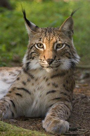 Файл:Lynx lynx.JPG