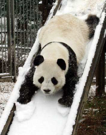 Файл:Panda-спорт.jpg