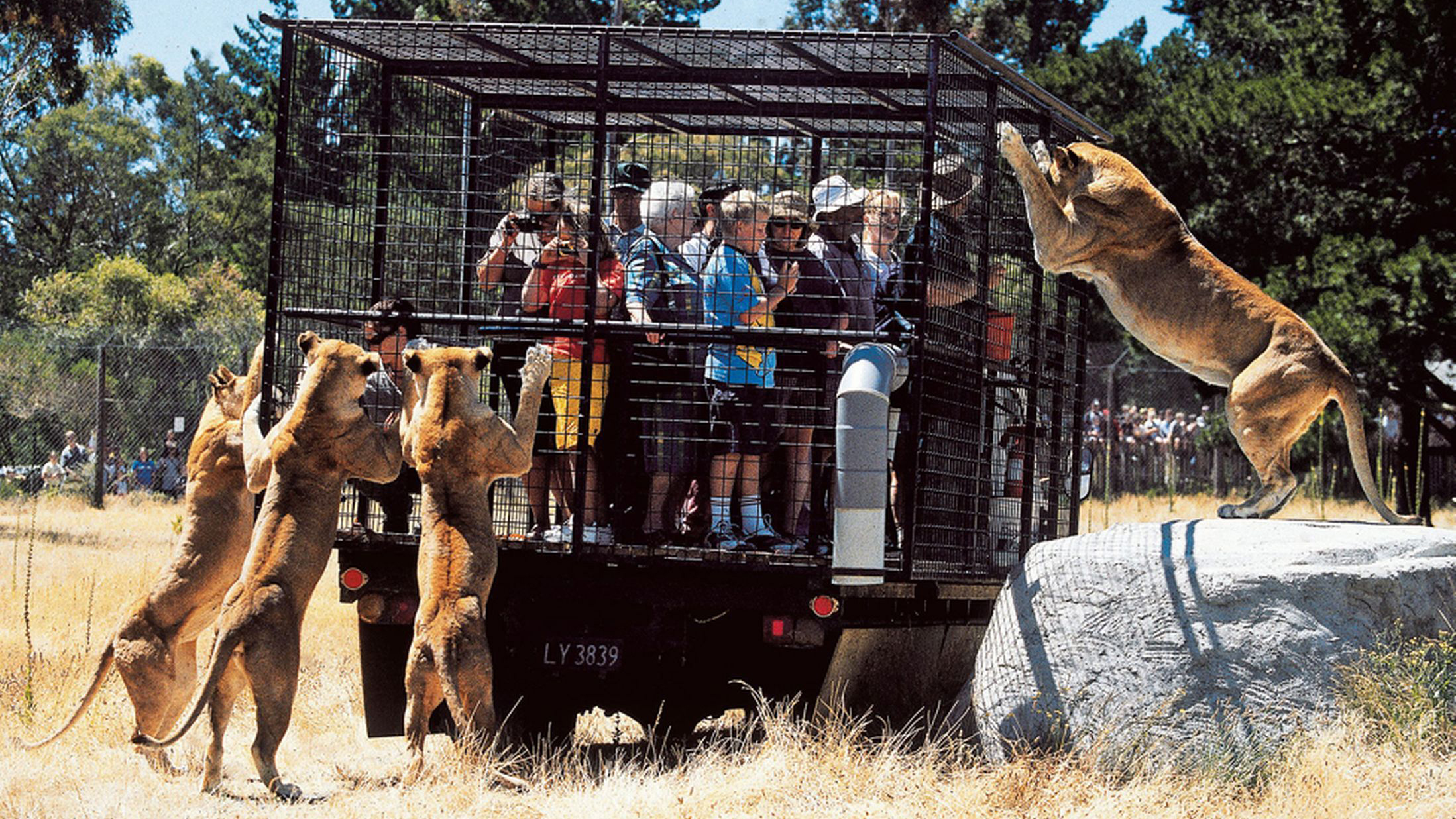 Животные и развлечения. Зоопарк Орана в новой Зеландии. Сафари-парк зоопарка Сан-Диего. Сан Диего сафари парк. Парк дикой природы «Орана» в Крайстчерче в новой Зеландии.