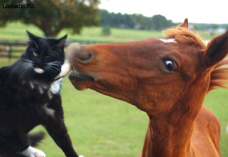 Файл:Конь любит кота.jpeg