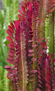 Файл:Euphorbia.jpg