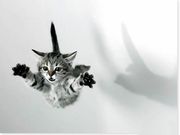 Файл:Котёнок-в-полёте.jpg