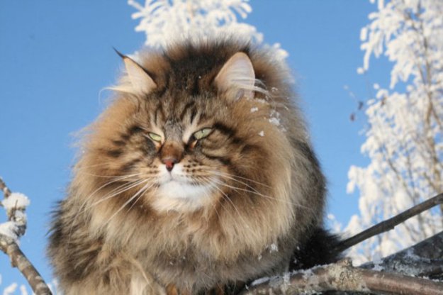 Файл:Сибирский кот.jpg