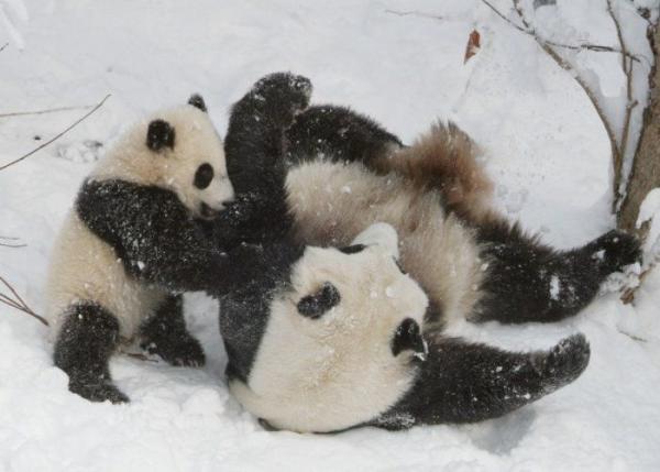 Файл:Конфу панда.jpg