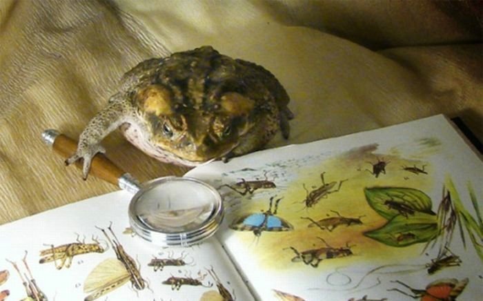 Файл:Frog and book.jpg