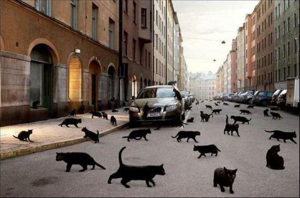 Файл:Чёрные коты.png