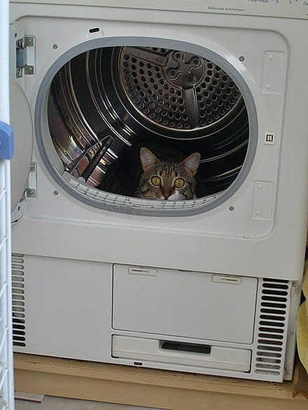 Файл:Cat washing mashing.jpg