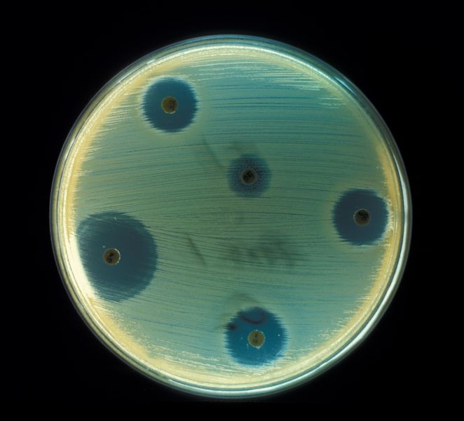 Файл:Staphylococcus aureus (AB Test).jpg