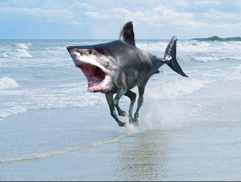 Файл:Shark.jpg