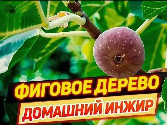 Файл:Фиговое-дерево.jpg