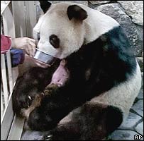 Файл:Pandas.jpg