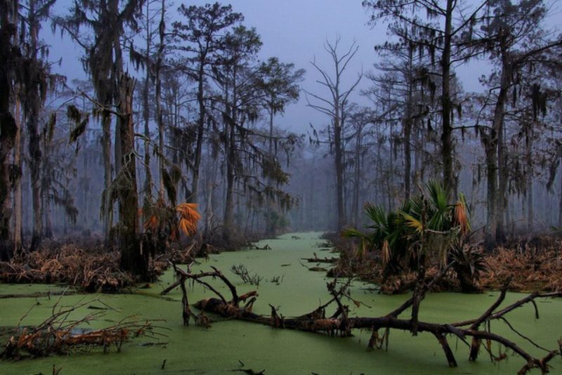 Файл:Луизиана-болота.jpg