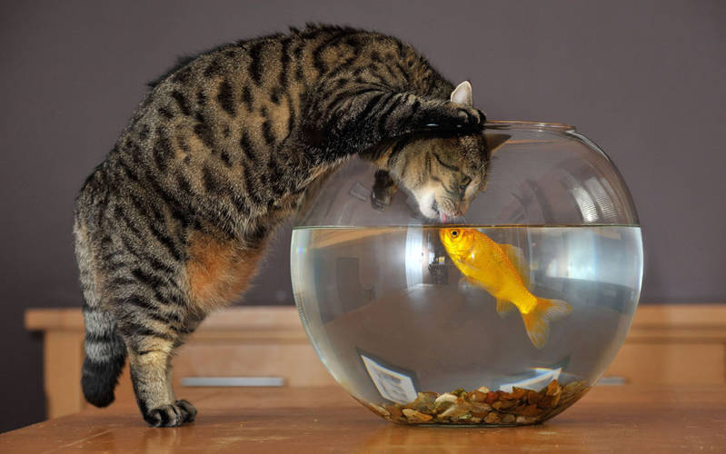 Файл:Кот и рыба.jpg