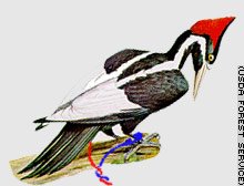 Файл:Telegraph Woodpecker.jpg