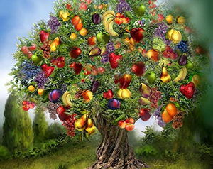 Файл:Tree fruits.jpg