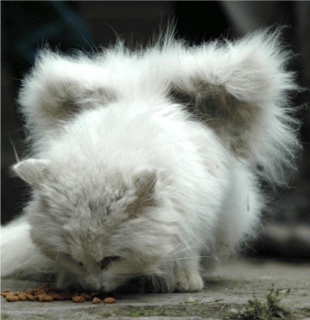 Файл:Крылатый кот.jpg