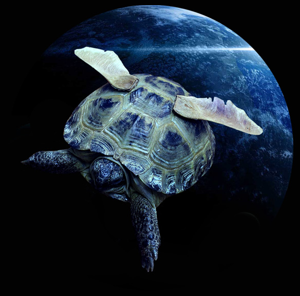 Файл:Лунная-черепаха.jpg