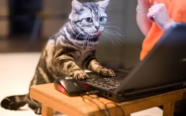 Файл:Кошка-на-клаве.jpg