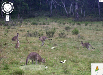 Файл:SV mock kangaroos grazing.jpg