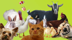 Файл:Много-животных.jpg