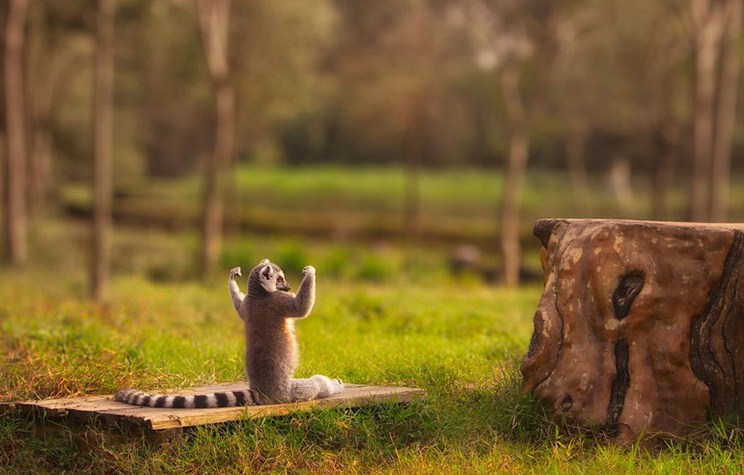 Файл:Lemur-71.jpg