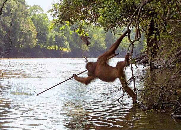 Файл:Orangutan-spear-fishing.jpg