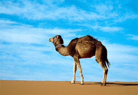 Файл:Arabian-camel.jpg