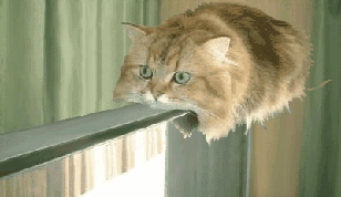 Файл:Monorail-cat-has-left-the-station.gif