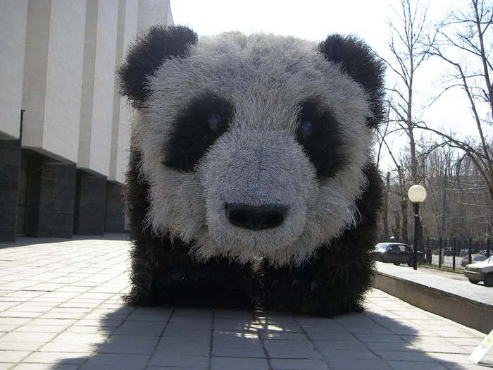 Файл:Панда в квадрате.jpg
