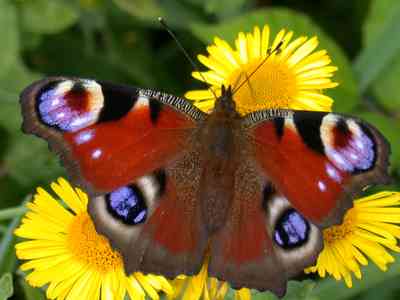 Файл:Peacock butterfly.jpg