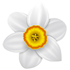 Файл:Нарцисс цветок.png