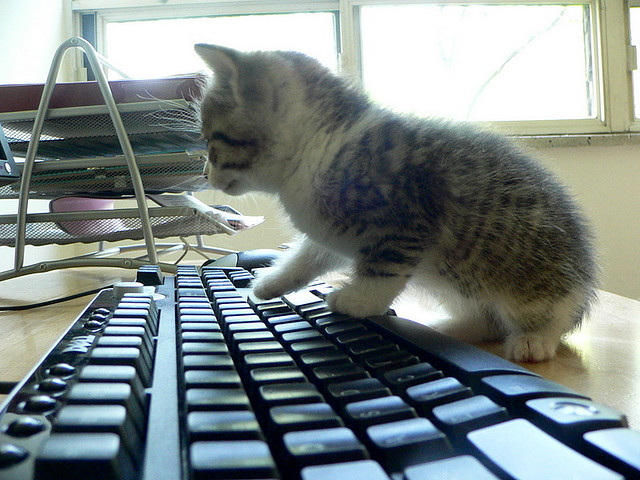 Файл:Cat-and-computer.jpg