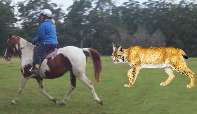 Файл:Lynx horse trot.PNG