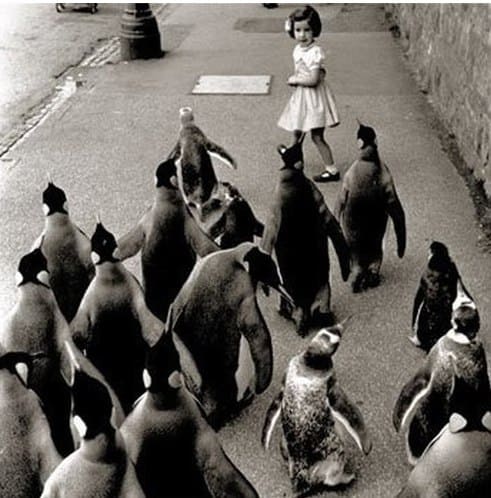 Файл:Королева-пингвинов.jpg