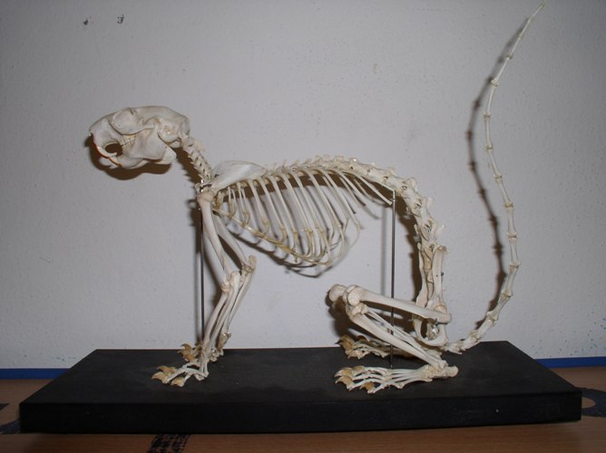 Файл:Ratufa skeleton.JPG