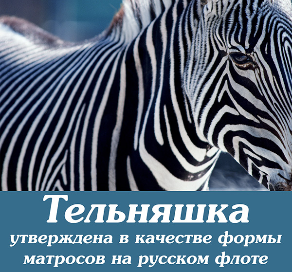 Zebra19.jpg