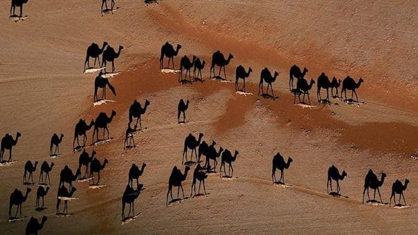 Файл:Верблюды-в-пустыне.jpg