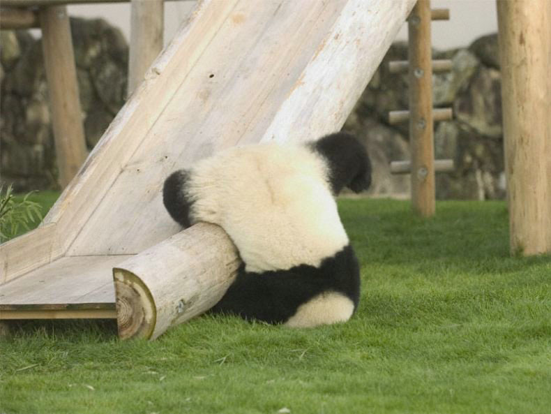Файл:Пьяная панда.jpg