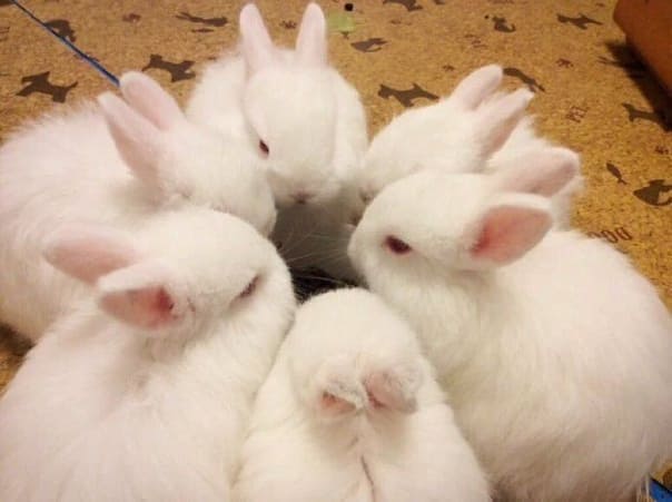 Файл:Белые-кролики.jpg
