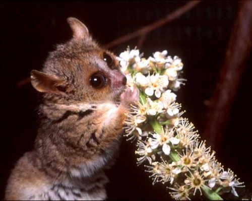 Файл:Лемур ест цветы.jpg